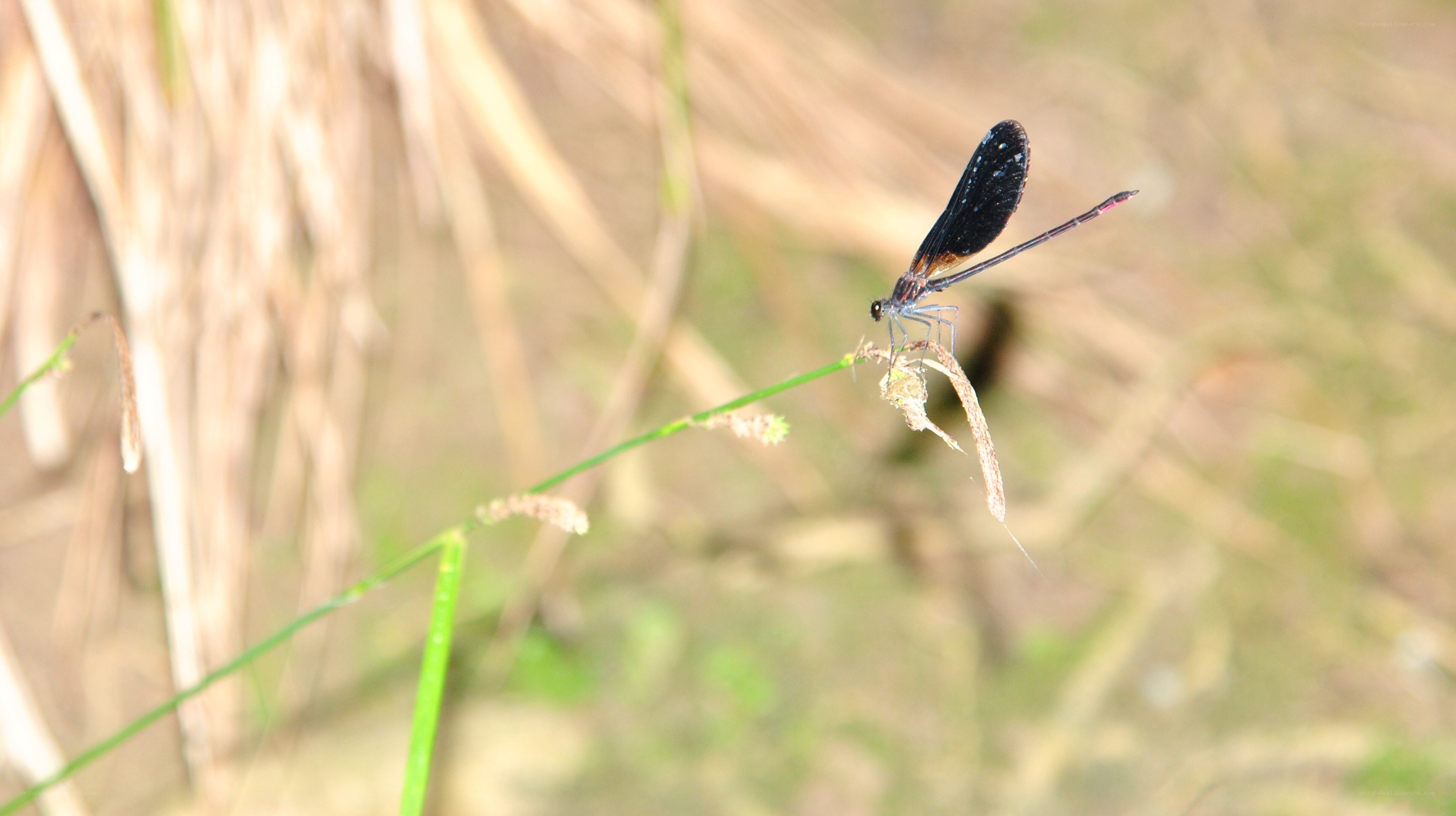 Black damselfly on a plant