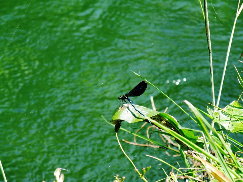 Black Damselfly on Leaf