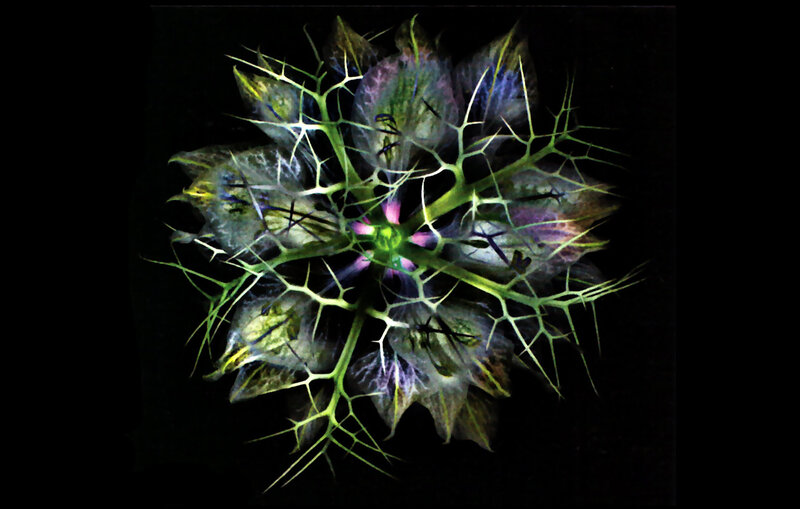 Black Dill Flower