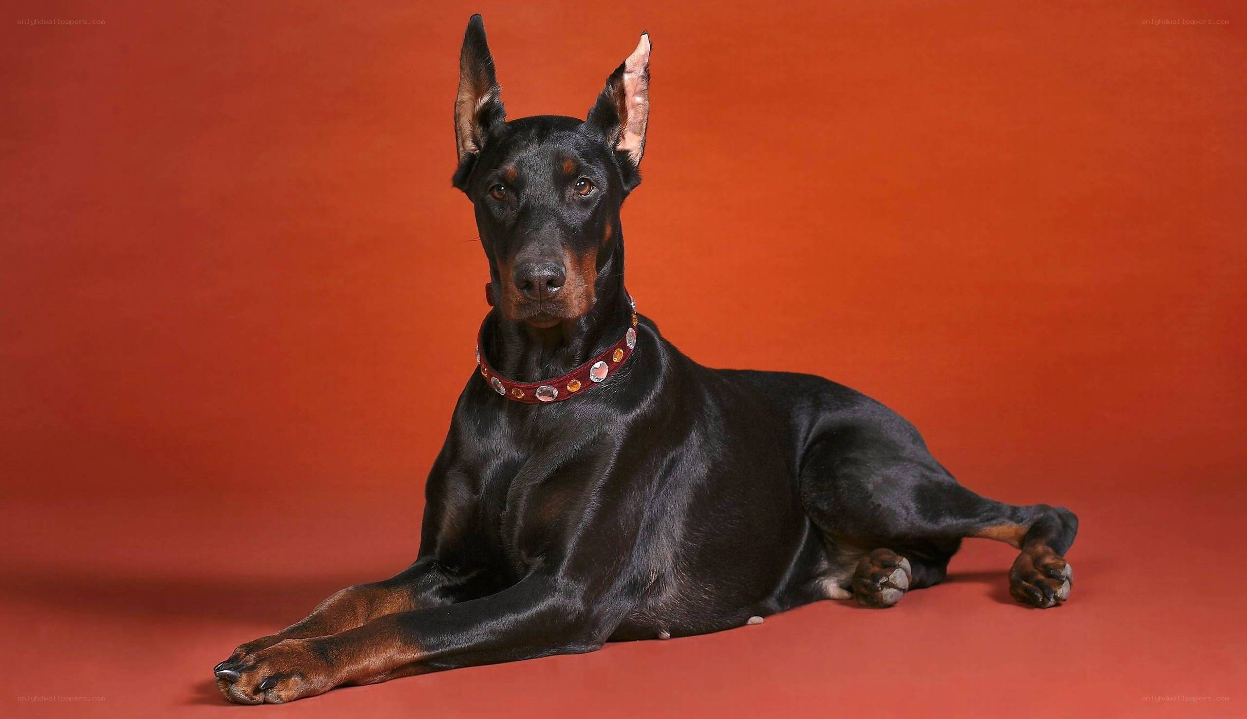 black doberman on red background