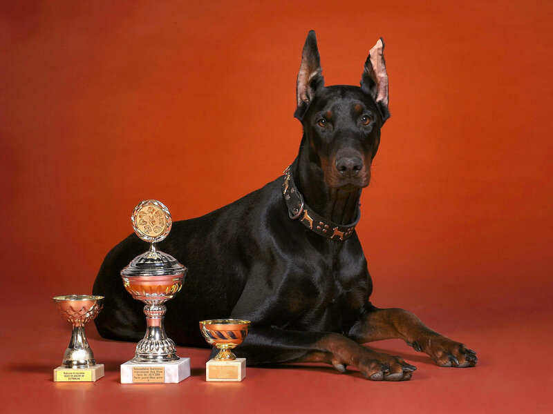 Black Doberman with Trophies