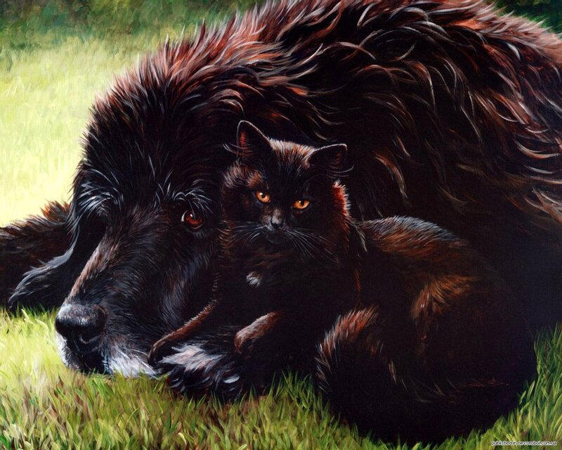 Black Dog and Cat — Calm, Afternoon