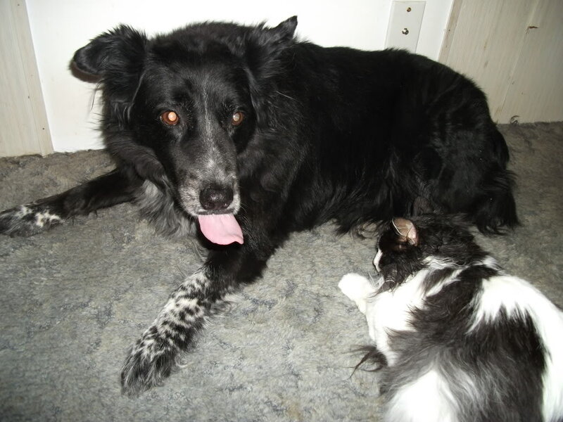 Black Dog and Cat — Calm