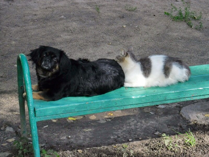 Black Dog and Cat — Green