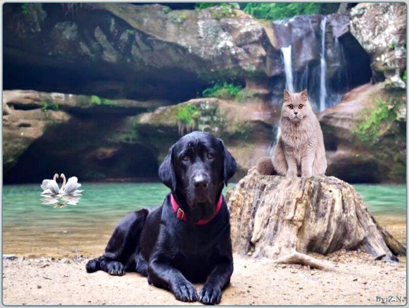 Black Dog and Cat — Serene