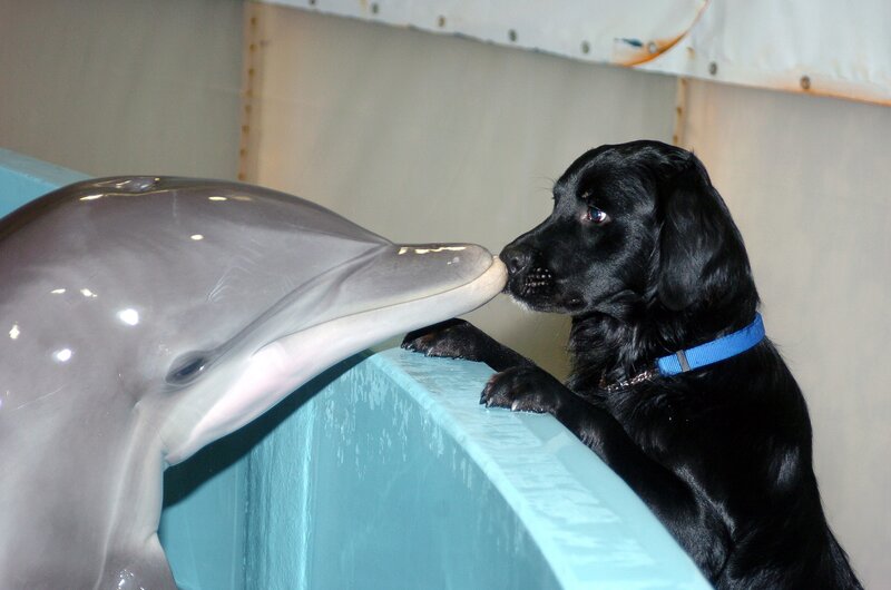 Black Dog and Dolphin — Calm