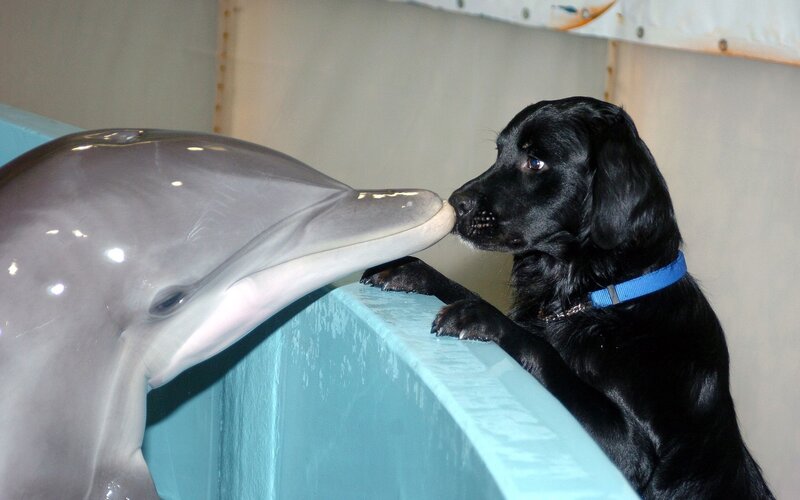 Black Dog and Dolphin