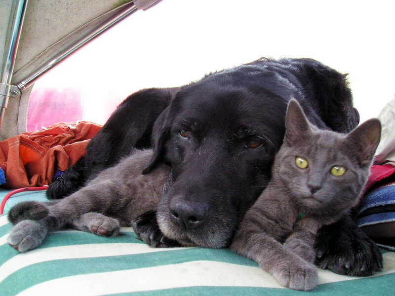 Black Dog and Gray Cat