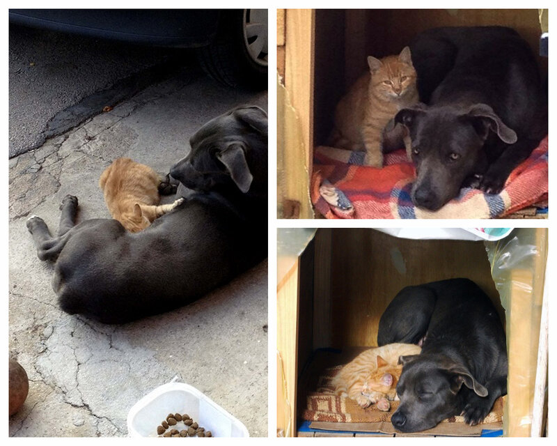 Black Dog and Orange Cat — Calm, Afternoon