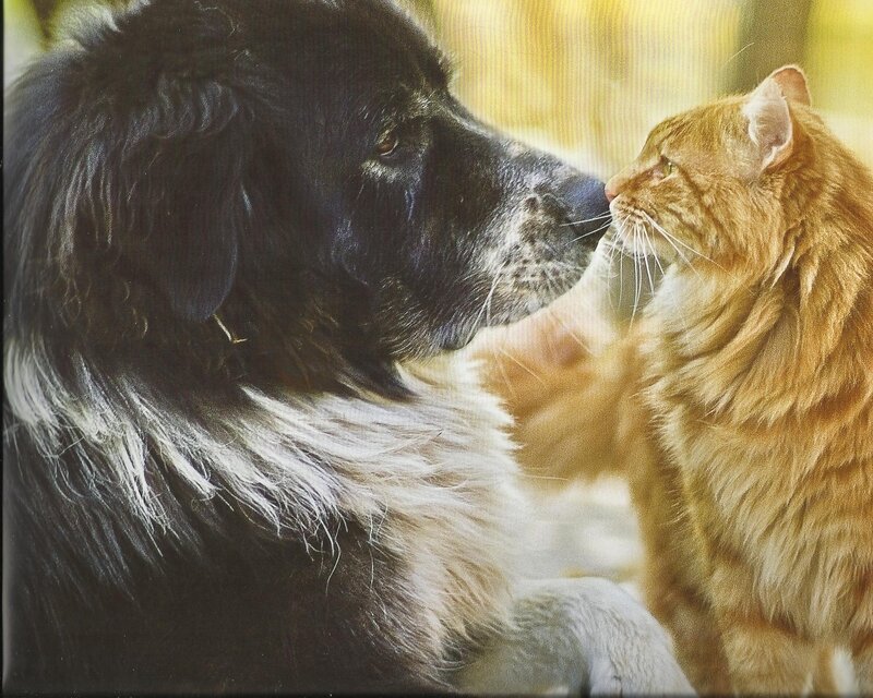 Black Dog and Orange Cat — Calm