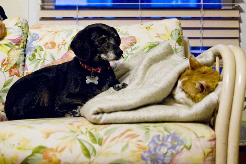 Black Dog and Orange Cat