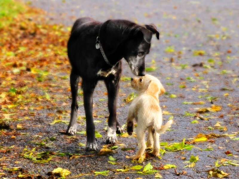 Black Dog and Puppy