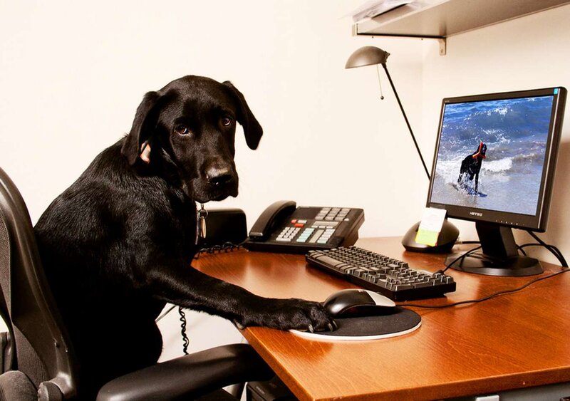 Black Dog at Desk