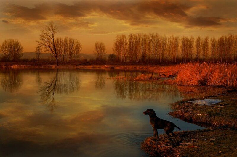 Black Dog at Riverbank