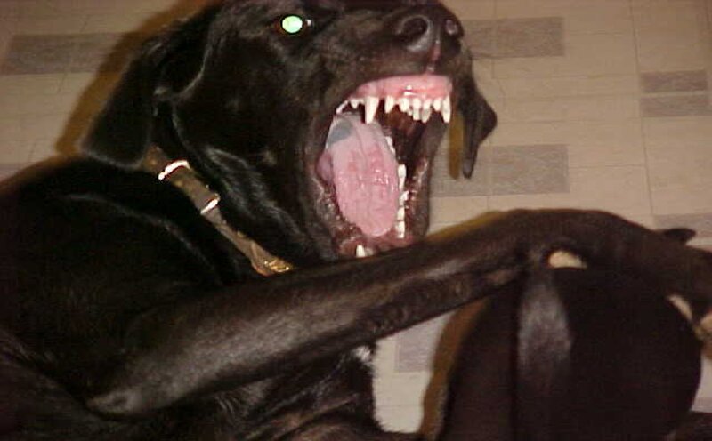 Black Dog Baring Teeth