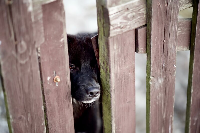 Black Dog Behind Fence