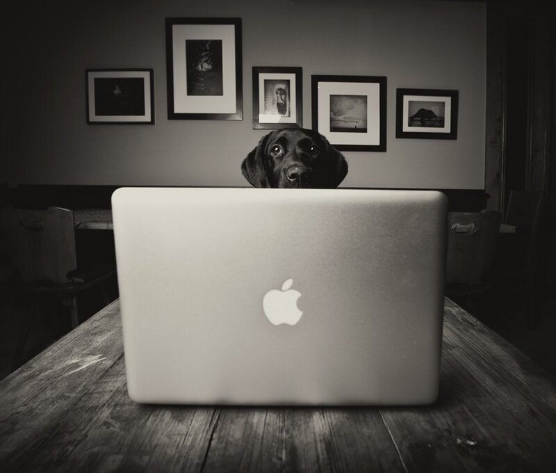 Black Dog Behind Laptop
