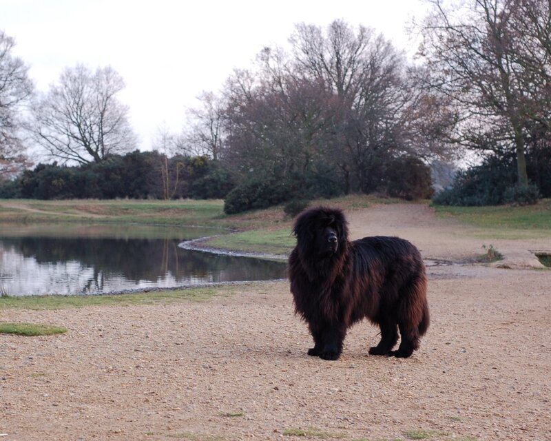 black dog by a pond