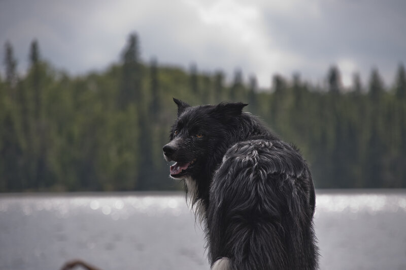 Black Dog by Lake