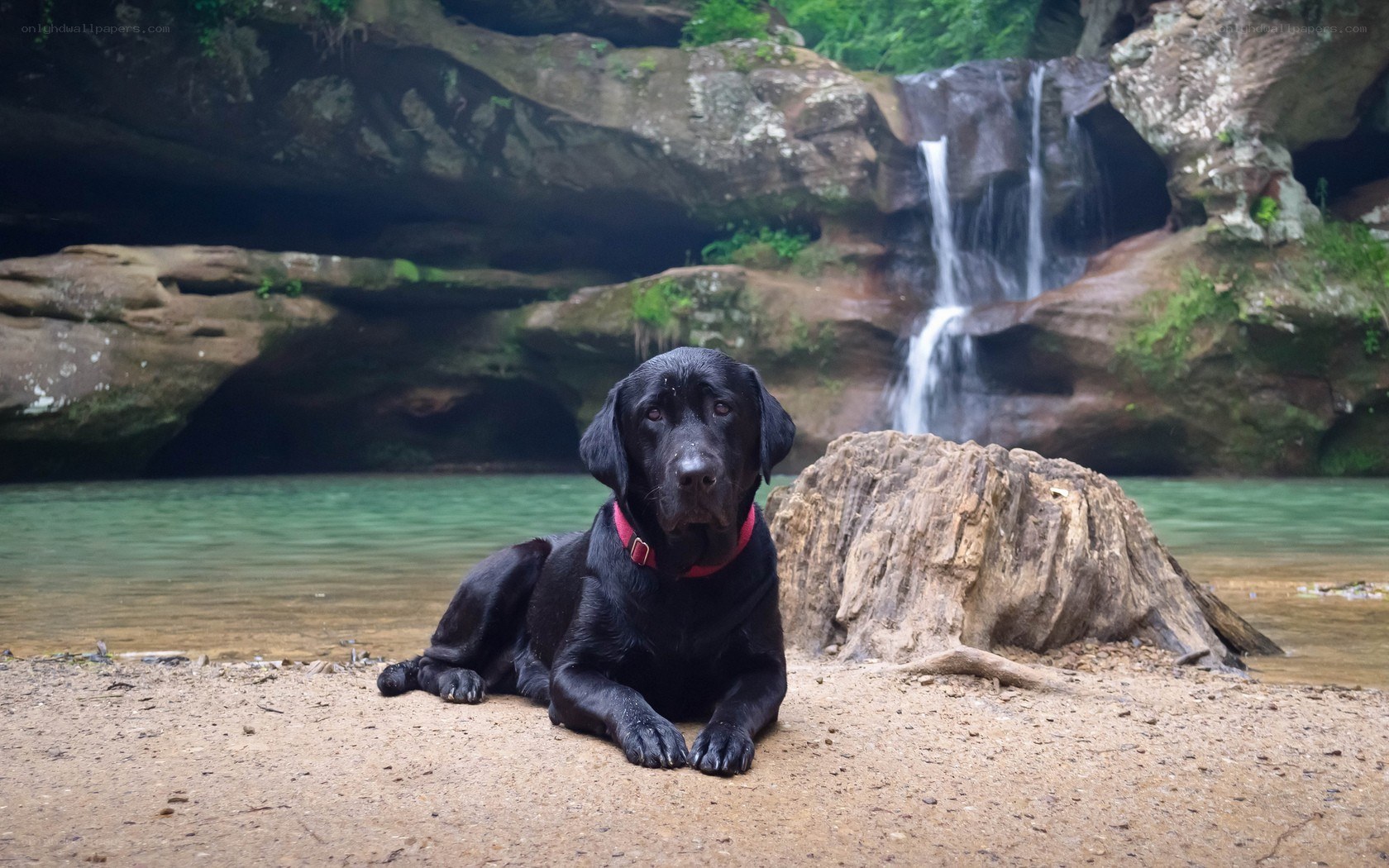 black dog by waterfall