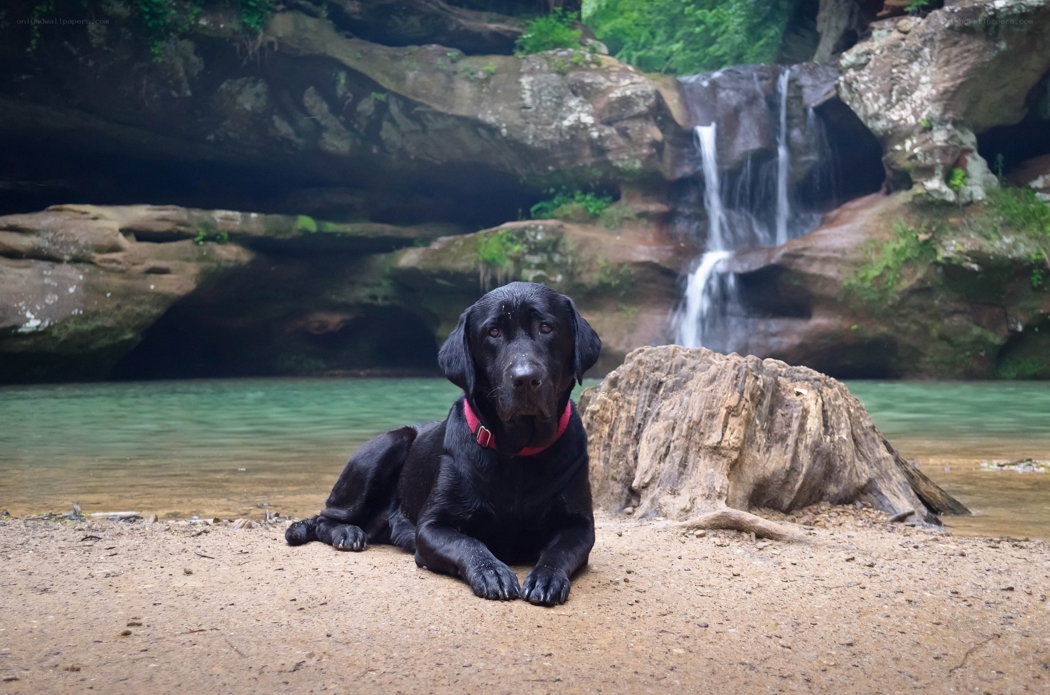 Black dog by waterfall