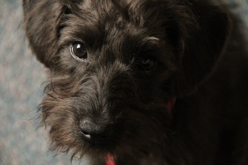 Black Dog Close-up