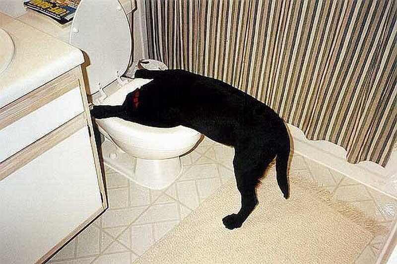 Black Dog Drinking from Toilet