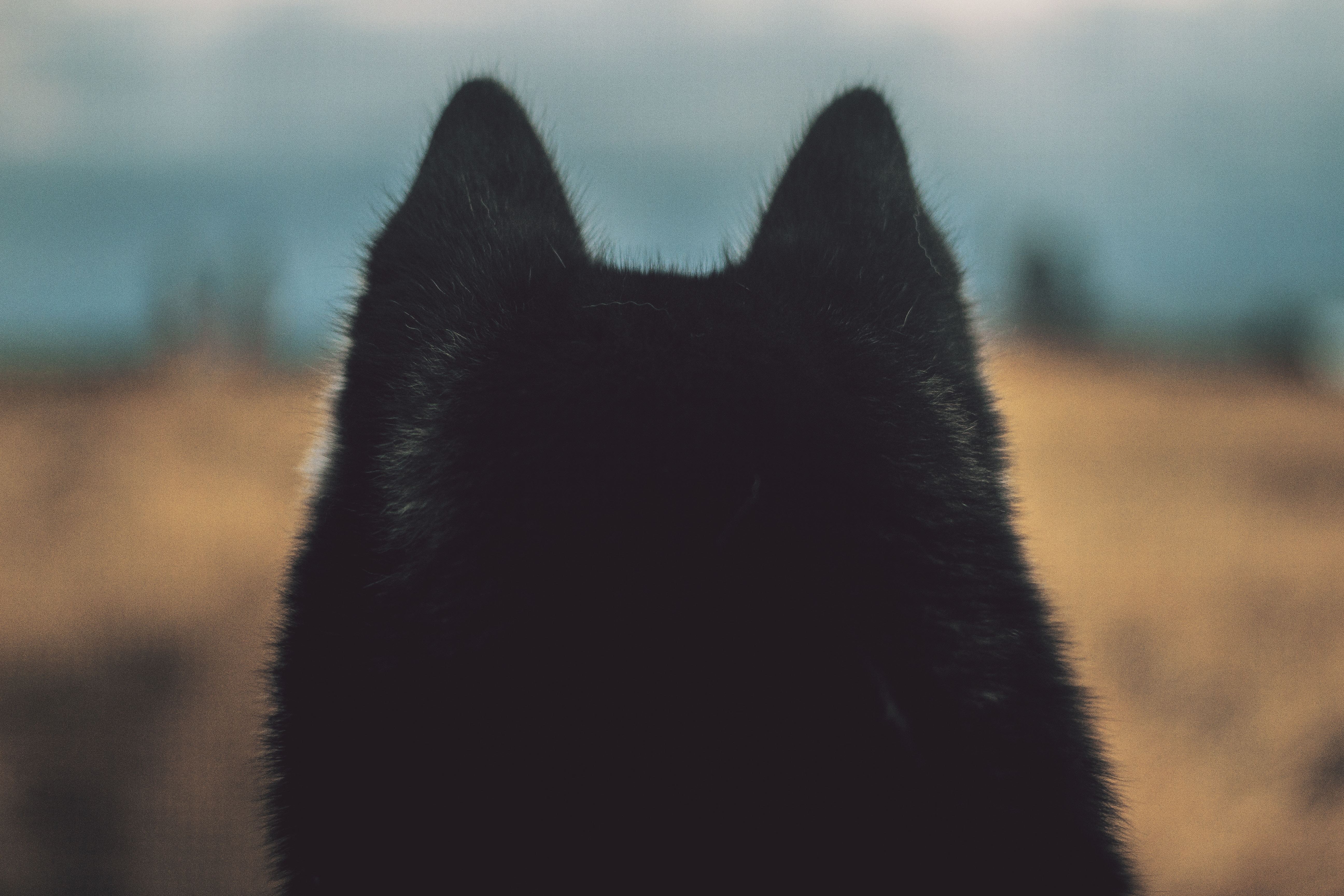 black dog ears from behind