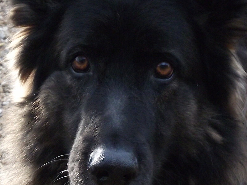 Black Dog Face — Calm