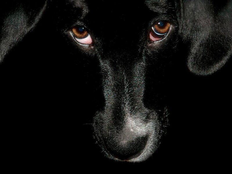 Black Dog Face — Dramatic, Photograph