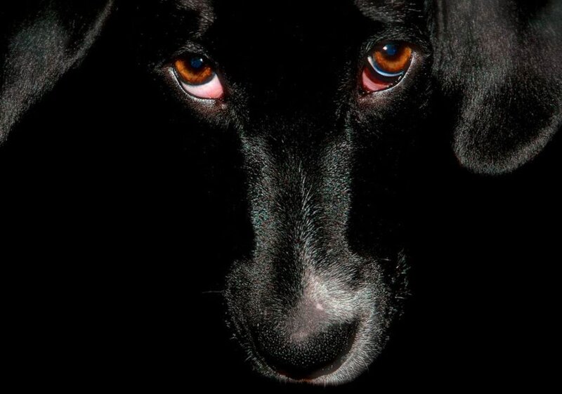 Black Dog Face — Dramatic