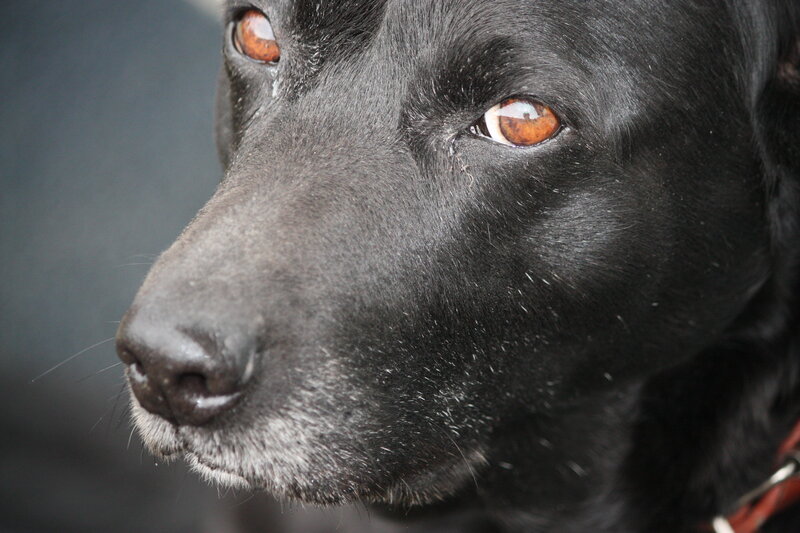 Black Dog Face
