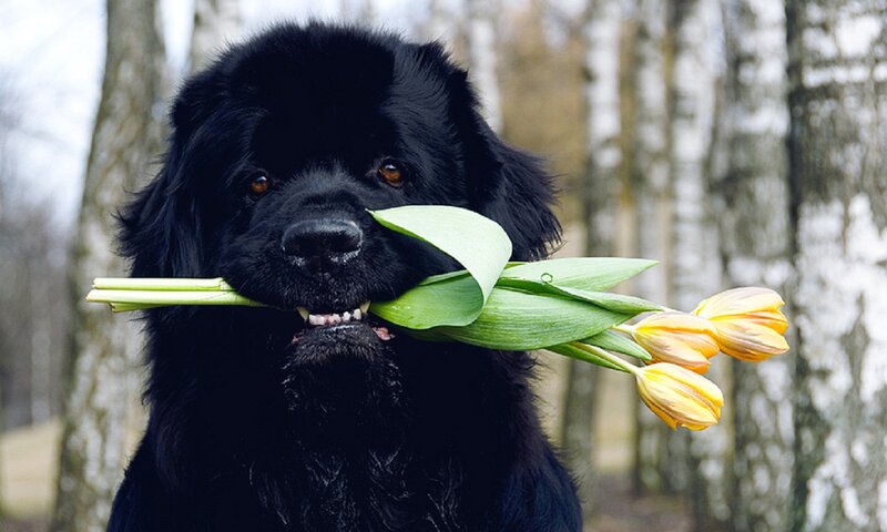 Black Dog Holding Flowers
