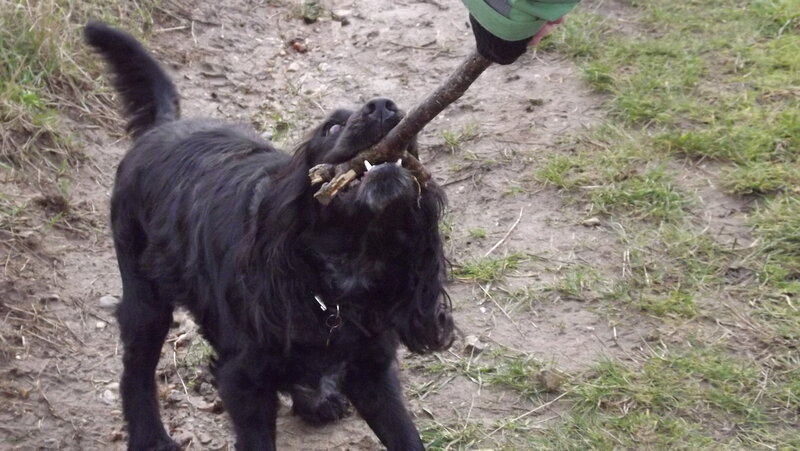Black Dog Holding Stick