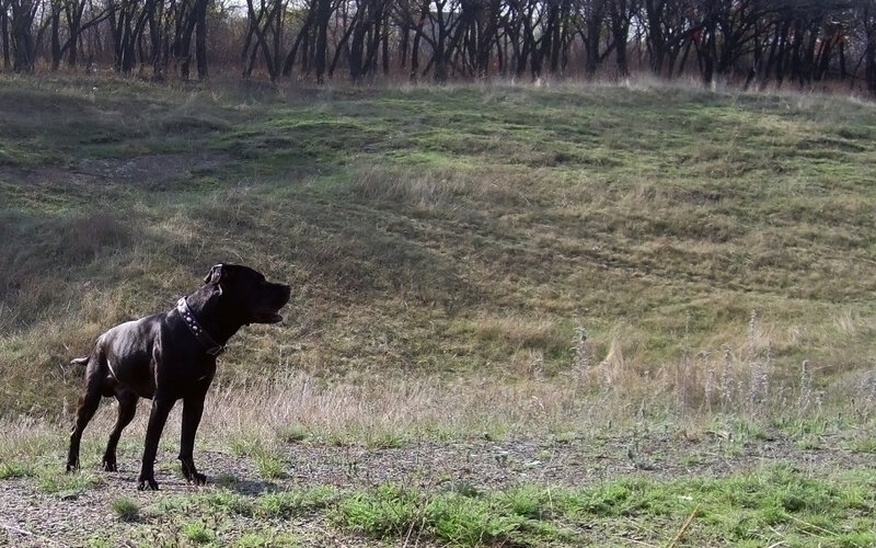 black dog in a field