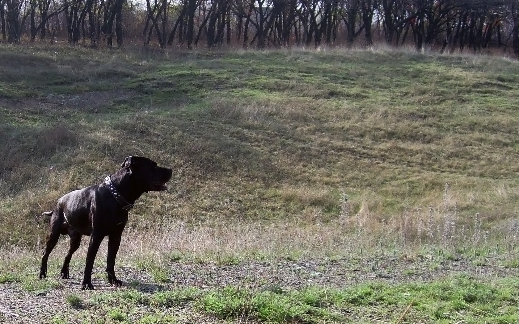 black dog in a field