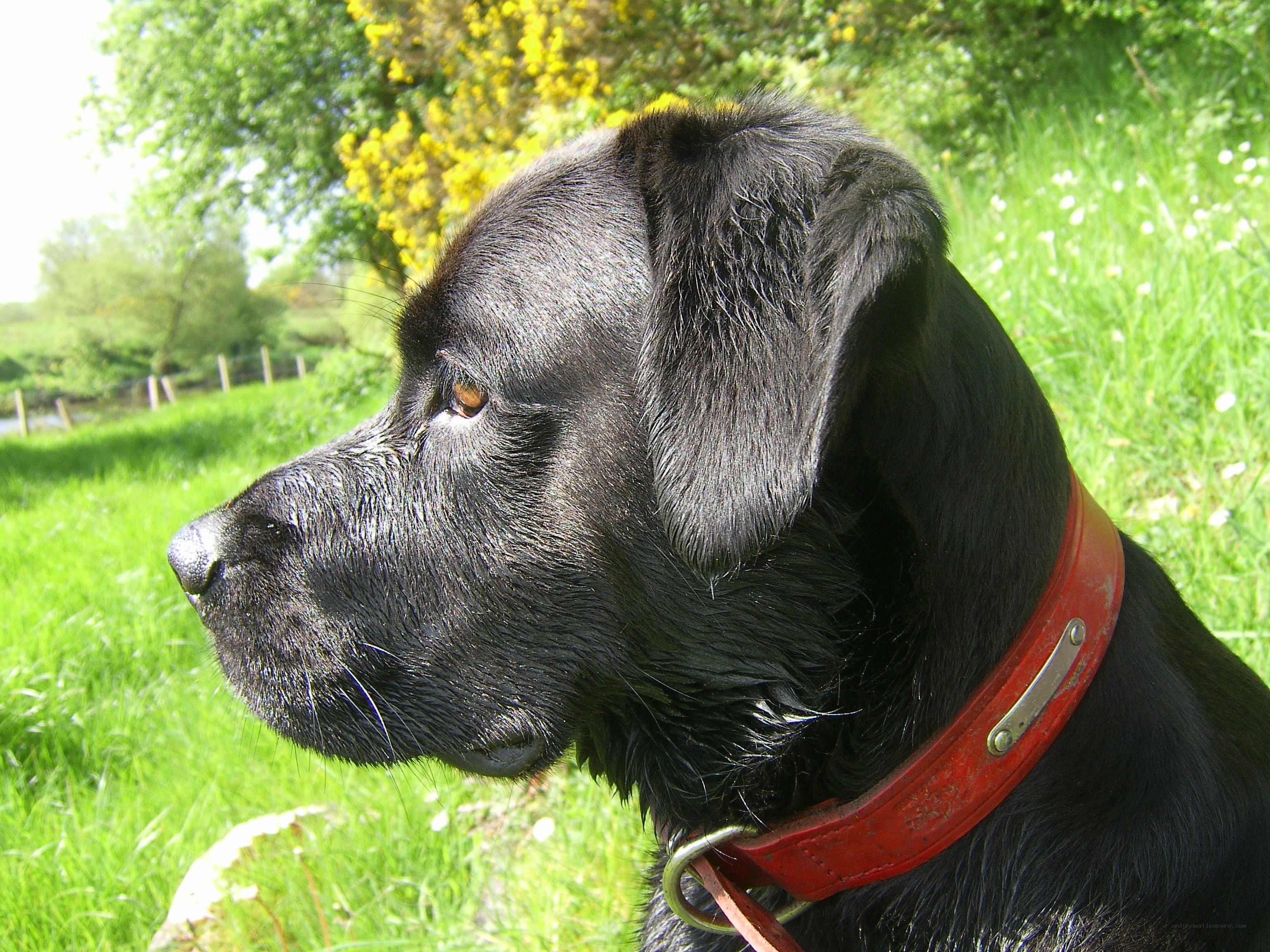 black dog in a field