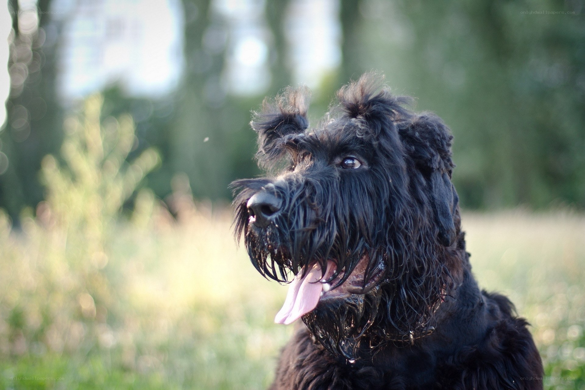 black dog in a field