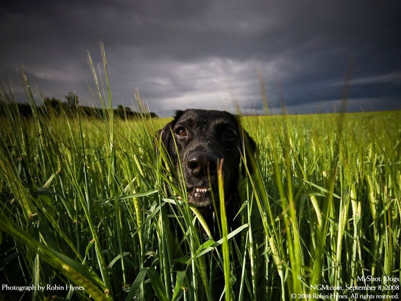 Black dog in a green field