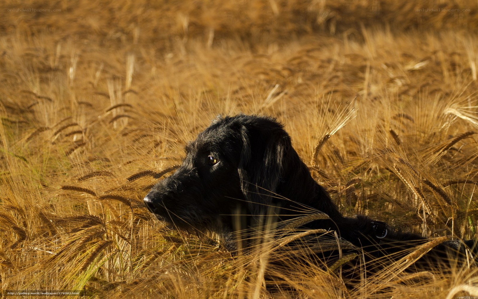 Black dog in a wheat field