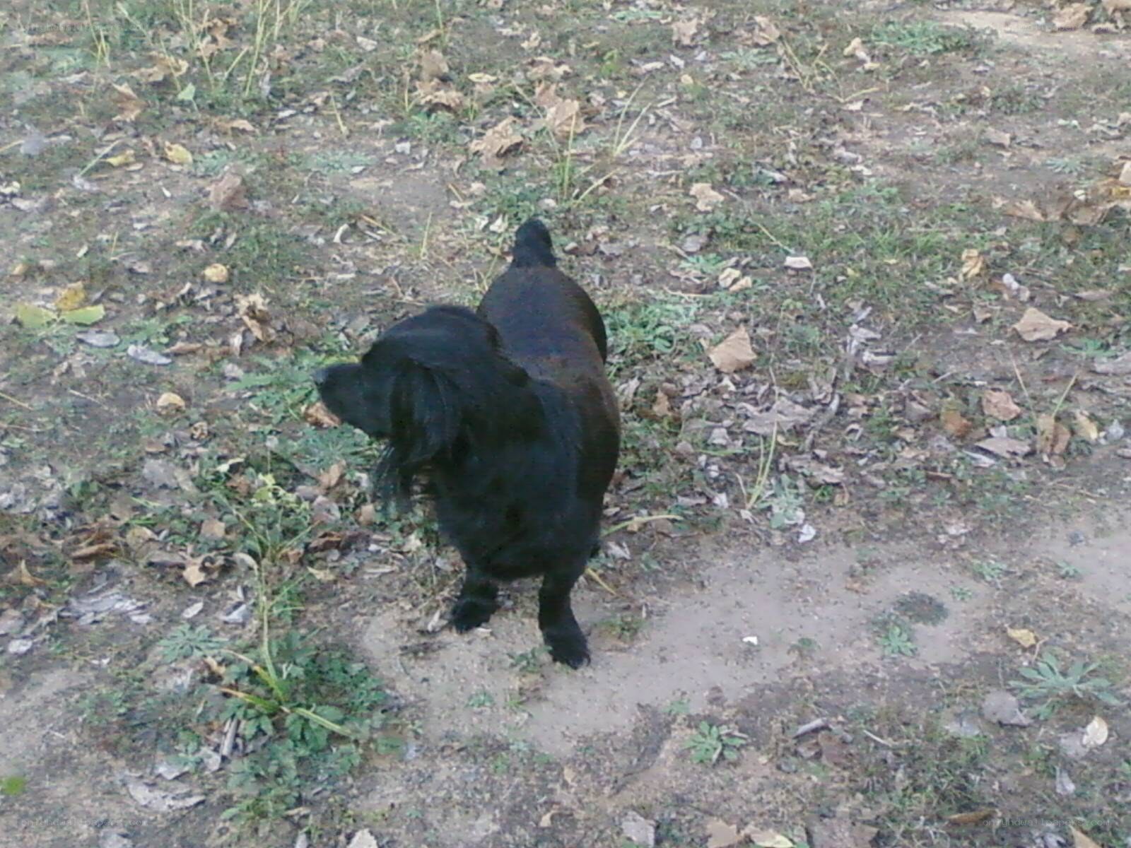 black dog in a yard