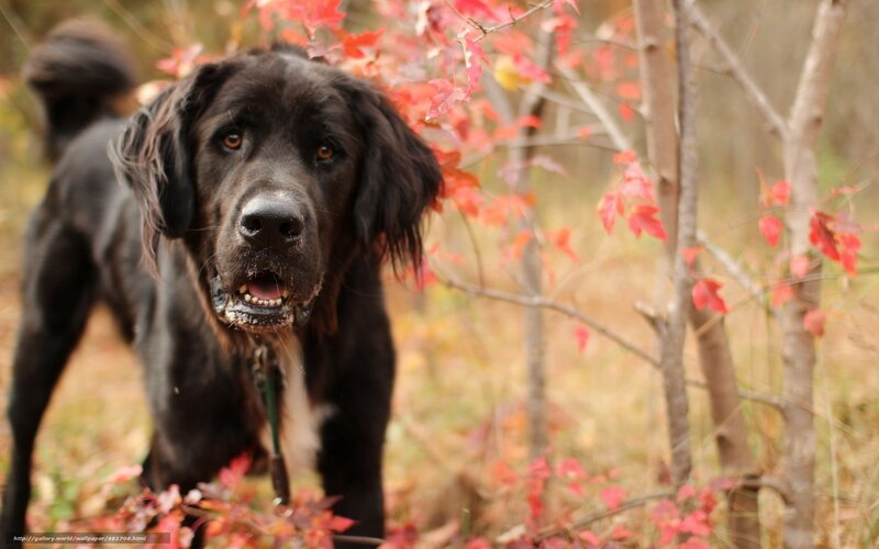 Black Dog in Autumn — Calm, Photograph, Red Leaves