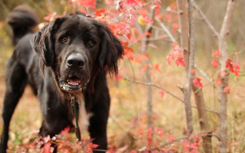 Black Dog in Autumn — Calm, Photograph