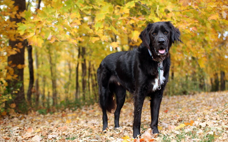 Black Dog in Autumn — Calm