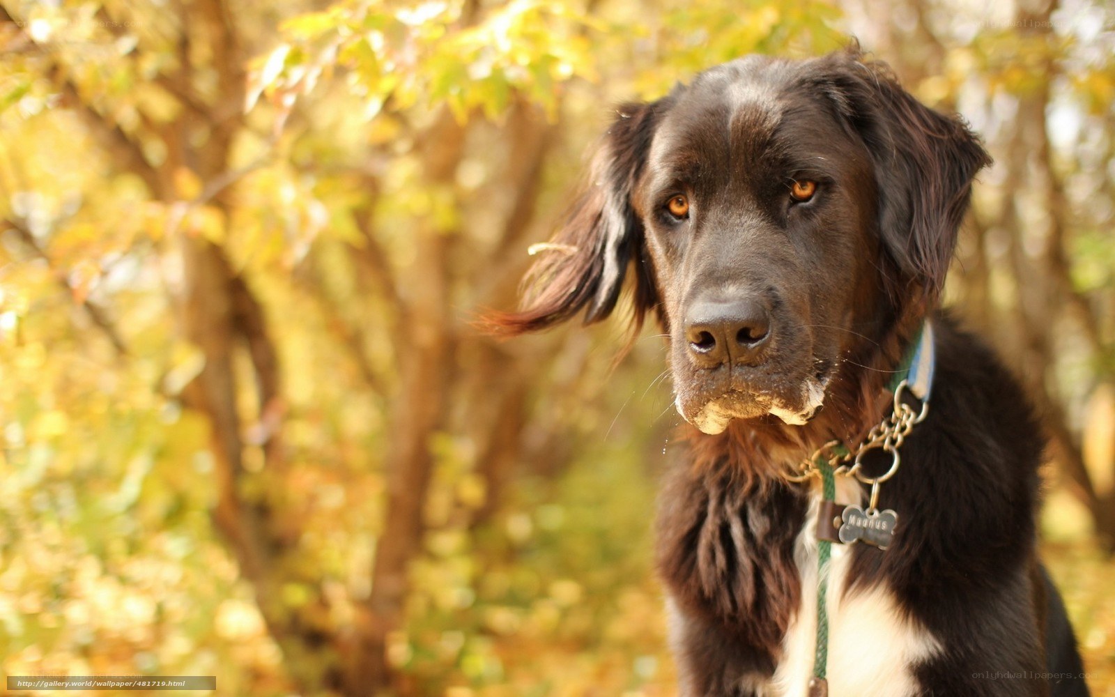 black dog in autumn forest