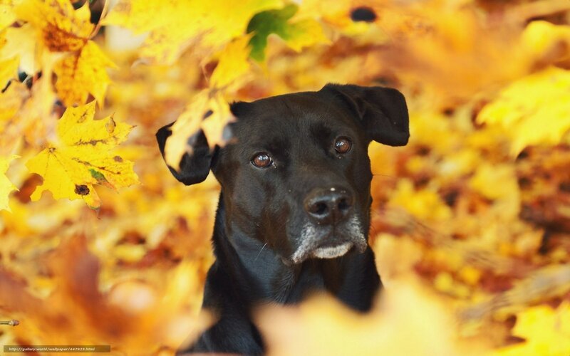 black dog in autumn leaves
