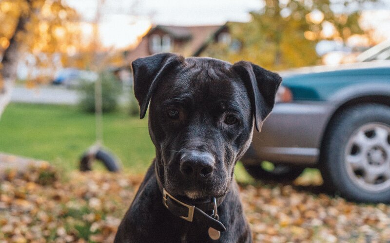 black dog in autumn leaves