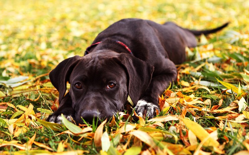 black dog in autumn leaves