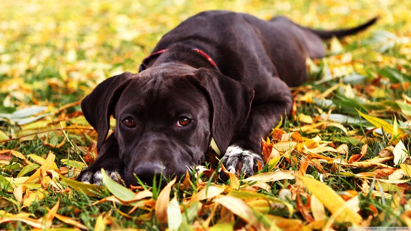 Black Dog in Autumn Leaves — Brown