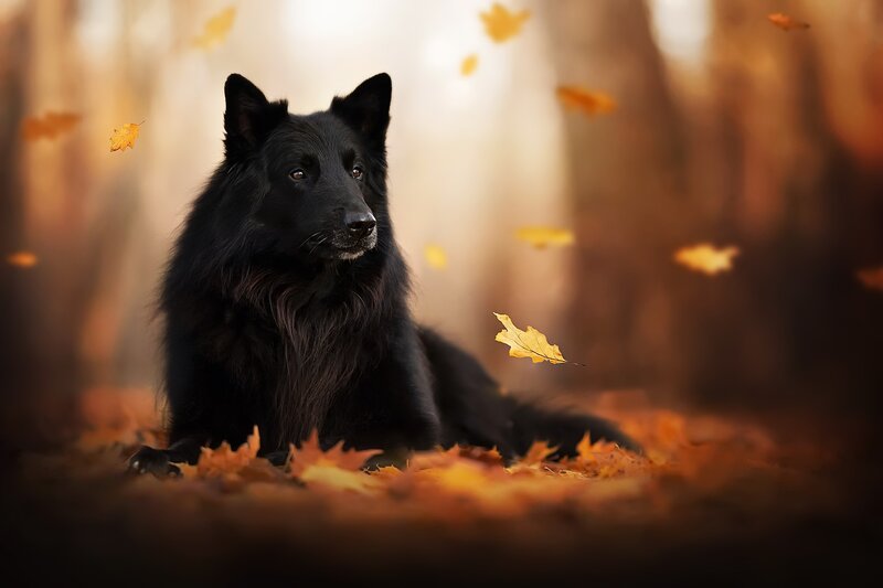 Black Dog in Autumn Leaves — Serene